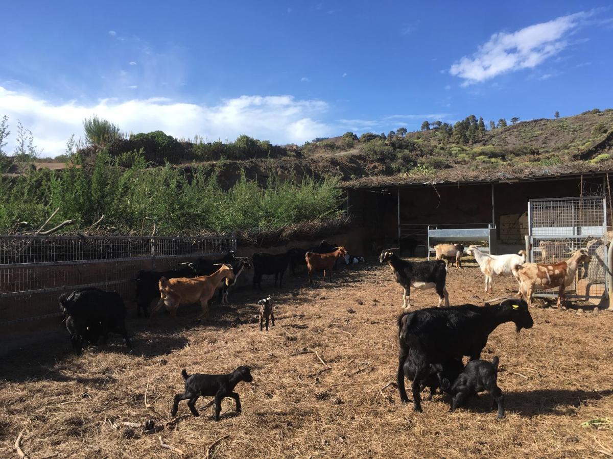 Casa Rural Los Santillos El Pinar  Ngoại thất bức ảnh